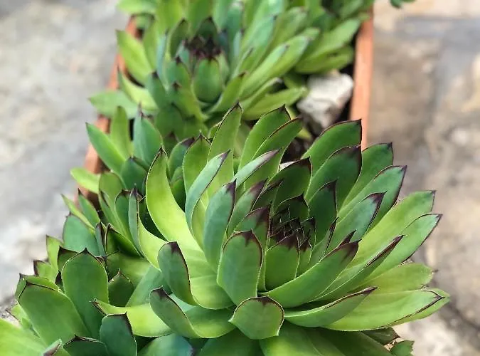 Dalmatian Village Charm - Spacious With Pool Near Trogir Primorski Dolac